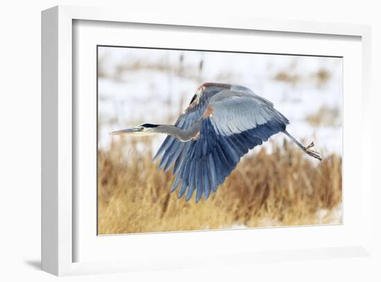 Great Blue Heron in Flight-Jason Savage-Framed Giclee Print