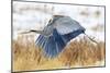 Great Blue Heron in Flight-Jason Savage-Mounted Giclee Print