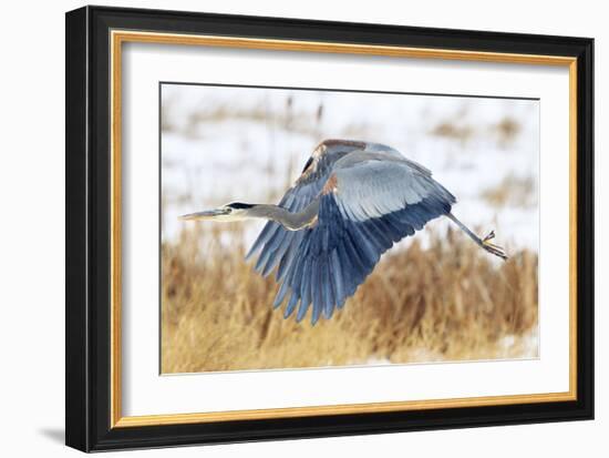 Great Blue Heron in Flight-Jason Savage-Framed Giclee Print