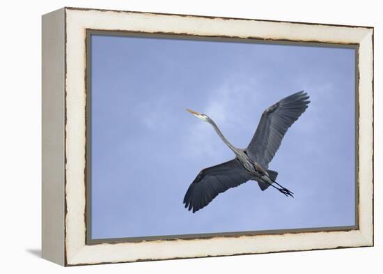 Great Blue Heron in Flight-Arthur Morris-Framed Premier Image Canvas