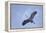 Great Blue Heron in Flight-Arthur Morris-Framed Premier Image Canvas