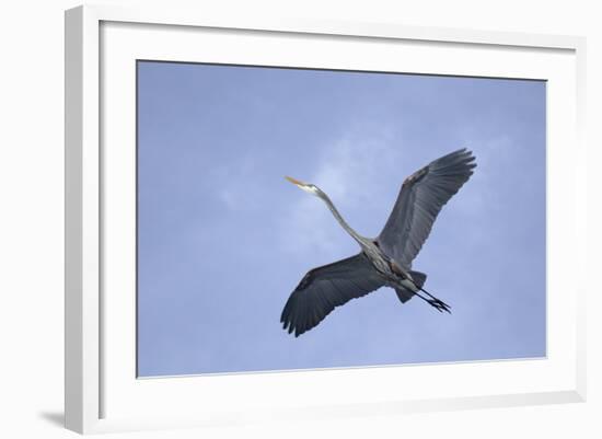 Great Blue Heron in Flight-Arthur Morris-Framed Photographic Print