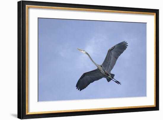 Great Blue Heron in Flight-Arthur Morris-Framed Photographic Print