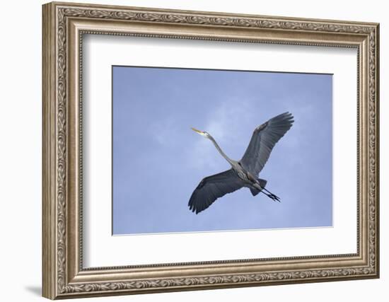 Great Blue Heron in Flight-Arthur Morris-Framed Photographic Print