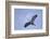 Great Blue Heron in Flight-Arthur Morris-Framed Photographic Print