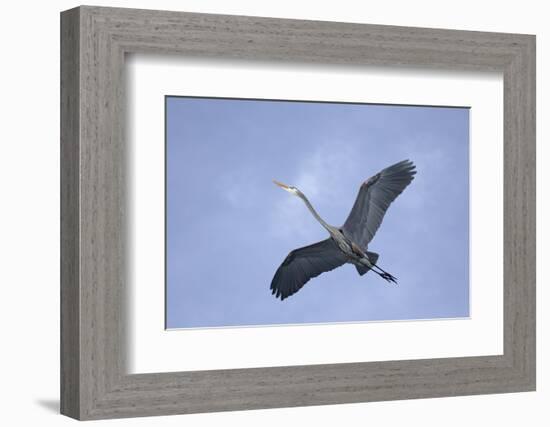 Great Blue Heron in Flight-Arthur Morris-Framed Photographic Print