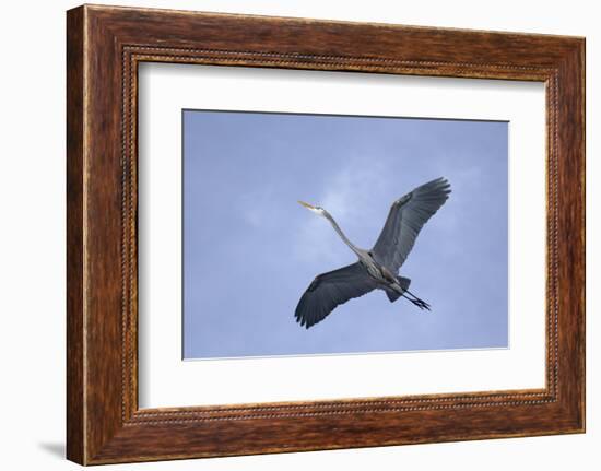 Great Blue Heron in Flight-Arthur Morris-Framed Photographic Print