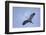 Great Blue Heron in Flight-Arthur Morris-Framed Photographic Print