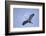 Great Blue Heron in Flight-Arthur Morris-Framed Photographic Print