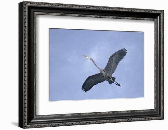 Great Blue Heron in Flight-Arthur Morris-Framed Photographic Print