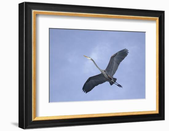 Great Blue Heron in Flight-Arthur Morris-Framed Photographic Print