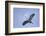 Great Blue Heron in Flight-Arthur Morris-Framed Photographic Print