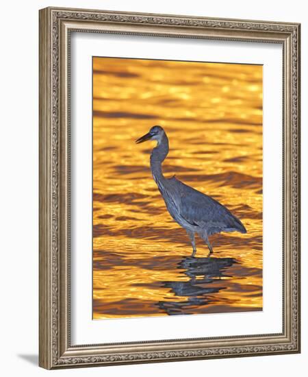 Great Blue Heron in Golden Water at Sunset, Fort De Soto Park, St. Petersburg, Florida, USA-Arthur Morris-Framed Photographic Print