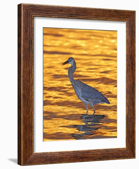 Great Blue Heron in Golden Water at Sunset, Fort De Soto Park, St. Petersburg, Florida, USA-Arthur Morris-Framed Photographic Print