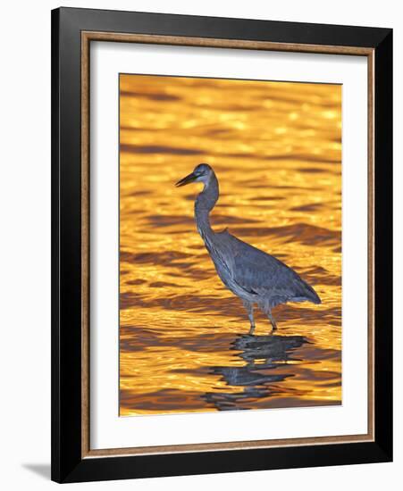 Great Blue Heron in Golden Water at Sunset, Fort De Soto Park, St. Petersburg, Florida, USA-Arthur Morris-Framed Photographic Print