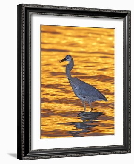 Great Blue Heron in Golden Water at Sunset, Fort De Soto Park, St. Petersburg, Florida, USA-Arthur Morris-Framed Photographic Print