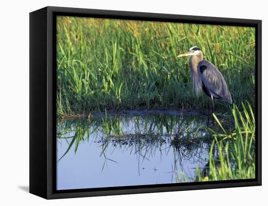 Great Blue Heron in Taylor Slough, Everglades, Florida, USA-Adam Jones-Framed Premier Image Canvas