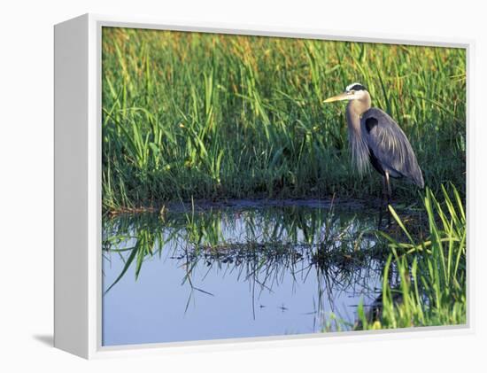 Great Blue Heron in Taylor Slough, Everglades, Florida, USA-Adam Jones-Framed Premier Image Canvas