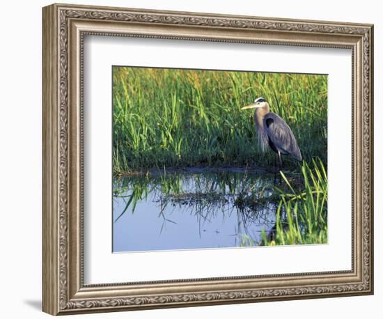 Great Blue Heron in Taylor Slough, Everglades, Florida, USA-Adam Jones-Framed Photographic Print