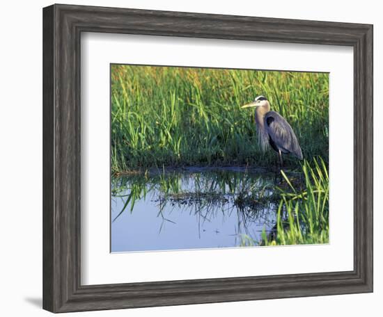 Great Blue Heron in Taylor Slough, Everglades, Florida, USA-Adam Jones-Framed Photographic Print