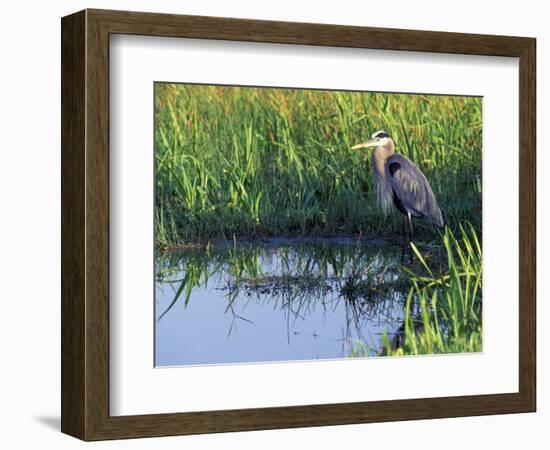 Great Blue Heron in Taylor Slough, Everglades, Florida, USA-Adam Jones-Framed Photographic Print