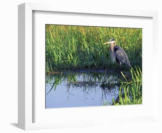 Great Blue Heron in Taylor Slough, Everglades, Florida, USA-Adam Jones-Framed Photographic Print