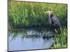 Great Blue Heron in Taylor Slough, Everglades, Florida, USA-Adam Jones-Mounted Photographic Print