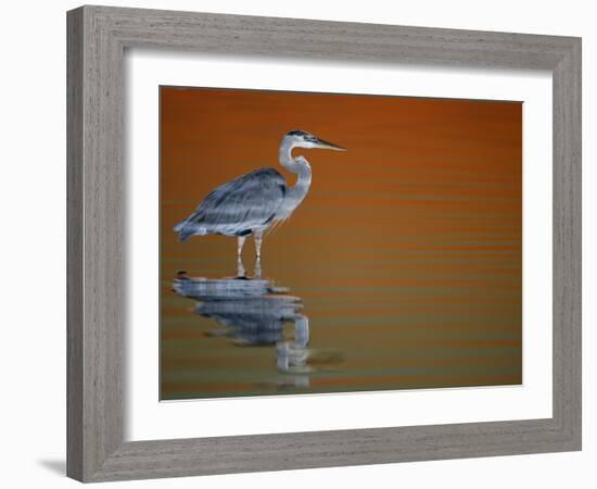 Great Blue Heron in Water at Sunset, Fort De Soto Park, St. Petersburg, Florida, USA-Arthur Morris.-Framed Photographic Print