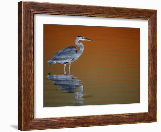 Great Blue Heron in Water at Sunset, Fort De Soto Park, St. Petersburg, Florida, USA-Arthur Morris.-Framed Photographic Print