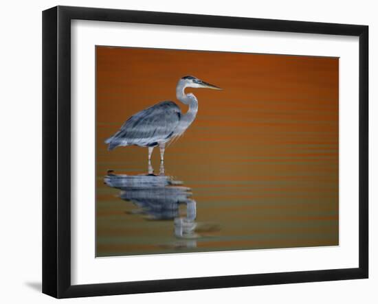 Great Blue Heron in Water at Sunset, Fort De Soto Park, St. Petersburg, Florida, USA-Arthur Morris.-Framed Photographic Print