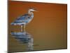 Great Blue Heron in Water at Sunset, Fort De Soto Park, St. Petersburg, Florida, USA-Arthur Morris.-Mounted Photographic Print
