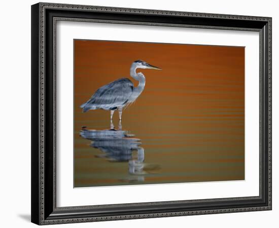 Great Blue Heron in Water at Sunset, Fort De Soto Park, St. Petersburg, Florida, USA-Arthur Morris.-Framed Photographic Print