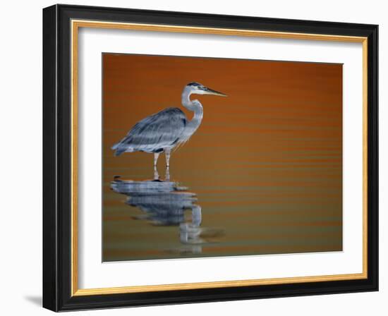 Great Blue Heron in Water at Sunset, Fort De Soto Park, St. Petersburg, Florida, USA-Arthur Morris.-Framed Photographic Print