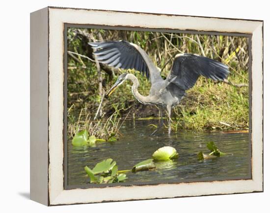 Great Blue Heron Landing, Everglades National Park, Florida-null-Framed Premier Image Canvas