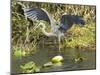 Great Blue Heron Landing, Everglades National Park, Florida-null-Mounted Photographic Print