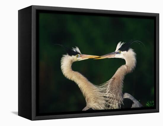Great Blue Heron Pair, Venice, Florida, USA-Charles Sleicher-Framed Premier Image Canvas