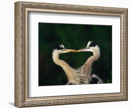 Great Blue Heron Pair, Venice, Florida, USA-Charles Sleicher-Framed Photographic Print