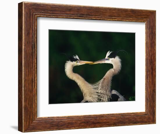 Great Blue Heron Pair, Venice, Florida, USA-Charles Sleicher-Framed Photographic Print