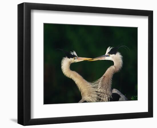 Great Blue Heron Pair, Venice, Florida, USA-Charles Sleicher-Framed Photographic Print