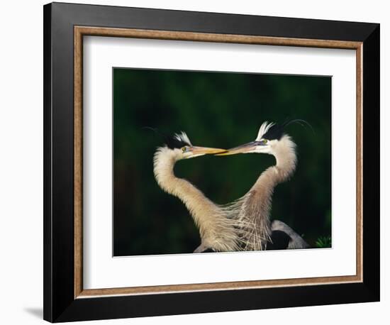 Great Blue Heron Pair, Venice, Florida, USA-Charles Sleicher-Framed Photographic Print