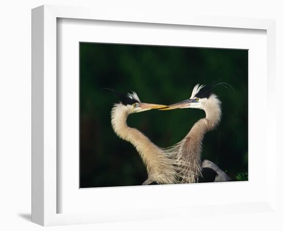 Great Blue Heron Pair, Venice, Florida, USA-Charles Sleicher-Framed Photographic Print