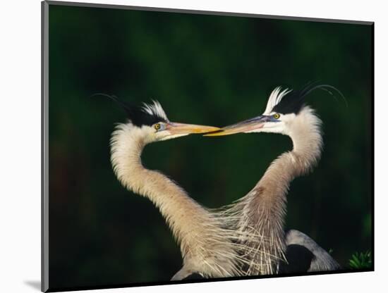 Great Blue Heron Pair, Venice, Florida, USA-Charles Sleicher-Mounted Photographic Print