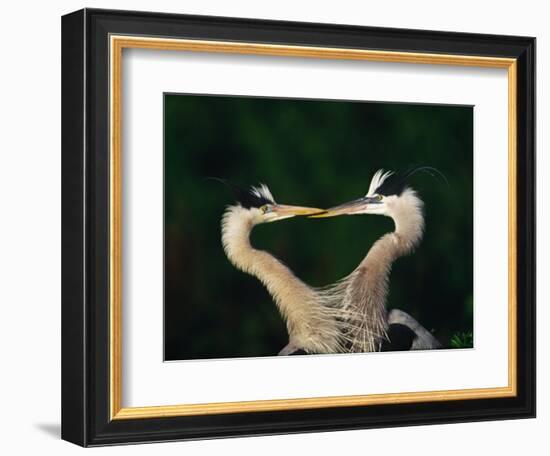 Great Blue Heron Pair, Venice, Florida, USA-Charles Sleicher-Framed Photographic Print