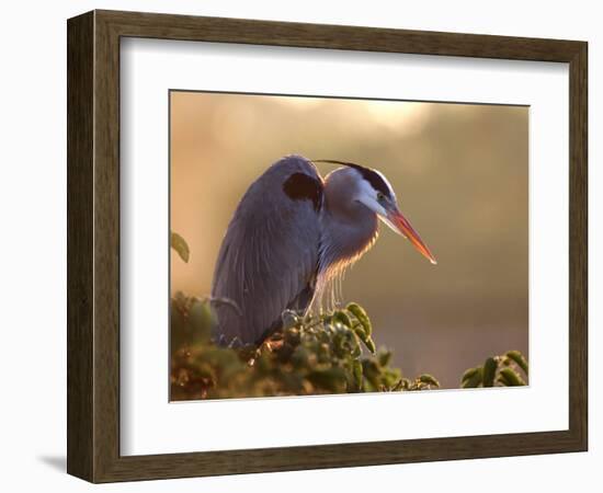 Great Blue Heron Perches on a Tree at Sunrise in the Wetlands, Wakodahatchee, Florida, USA-Jim Zuckerman-Framed Photographic Print