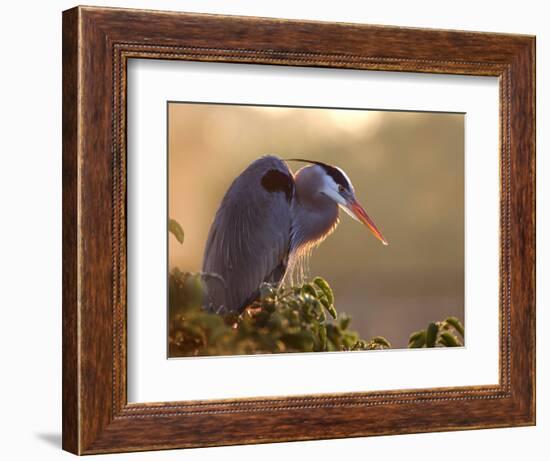 Great Blue Heron Perches on a Tree at Sunrise in the Wetlands, Wakodahatchee, Florida, USA-Jim Zuckerman-Framed Photographic Print