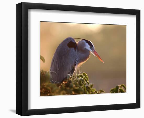 Great Blue Heron Perches on a Tree at Sunrise in the Wetlands, Wakodahatchee, Florida, USA-Jim Zuckerman-Framed Photographic Print