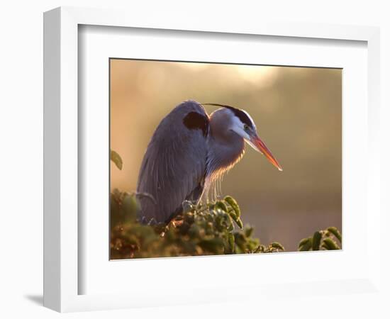 Great Blue Heron Perches on a Tree at Sunrise in the Wetlands, Wakodahatchee, Florida, USA-Jim Zuckerman-Framed Photographic Print