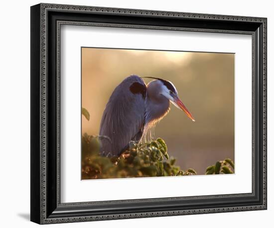 Great Blue Heron Perches on a Tree at Sunrise in the Wetlands, Wakodahatchee, Florida, USA-Jim Zuckerman-Framed Photographic Print