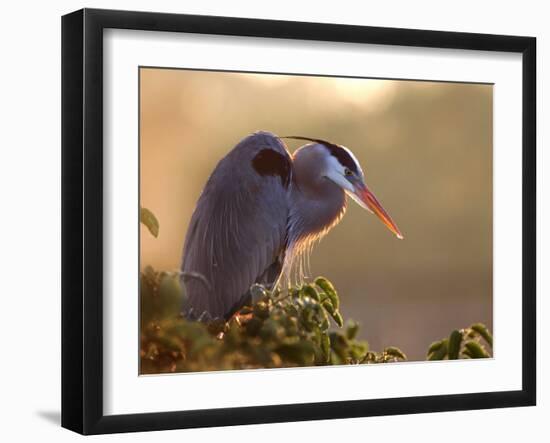 Great Blue Heron Perches on a Tree at Sunrise in the Wetlands, Wakodahatchee, Florida, USA-Jim Zuckerman-Framed Photographic Print