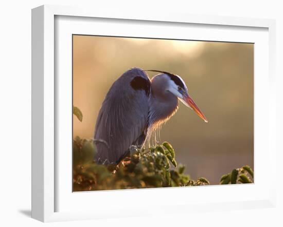 Great Blue Heron Perches on a Tree at Sunrise in the Wetlands, Wakodahatchee, Florida, USA-Jim Zuckerman-Framed Photographic Print